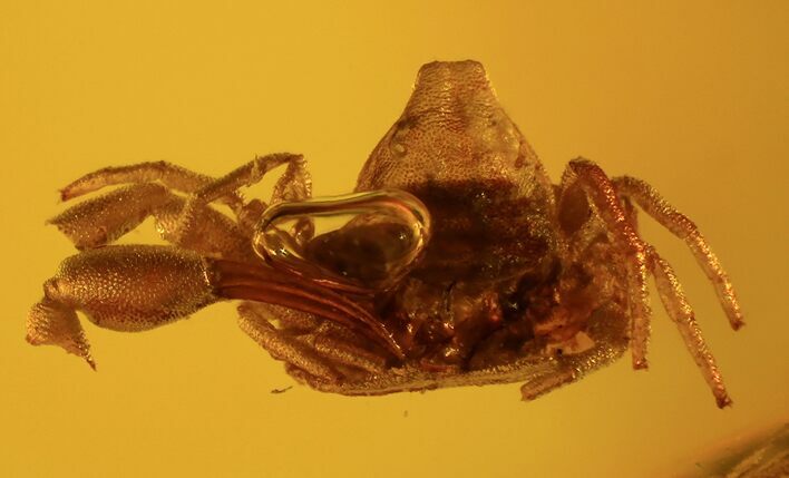 Fossil Pseudoscorpion (Arachnid) Preserved In Baltic Amber #94019
